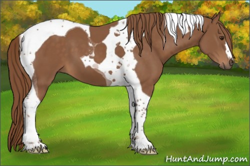Horse Color:Chestnut Tobiano 