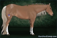 Horse Color:White Spotted Chestnut Sabino 