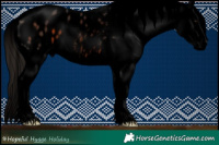 Horse Color:Void Bay Tobiano Appaloosa 