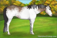 Horse Color:White Spotted Bay Dun