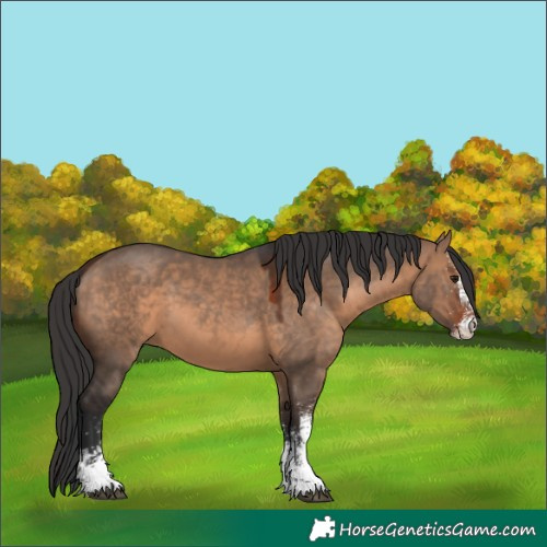 Horse Color:White Spotted Brown Dun 