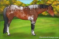 Horse Color:Brown Tobiano 