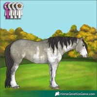 Horse Color:White Spotted Bay Dun 