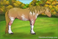 Horse Color:White Spotted Chestnut Tobiano 