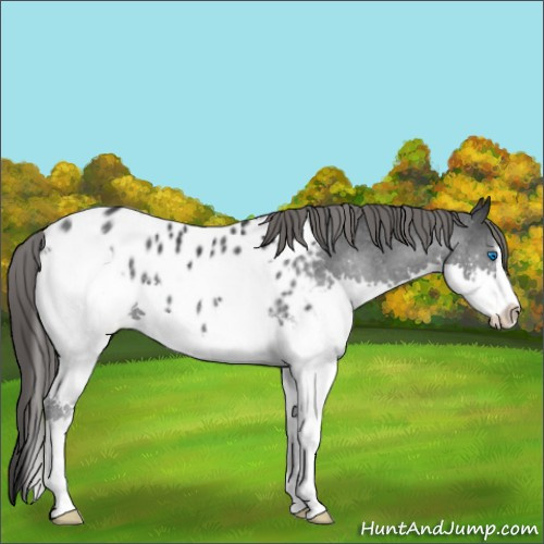 Horse Color:Black Sabino Splash Appaloosa 