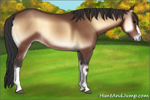 Horse Color:Brown Onyx