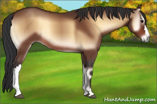 Horse Color:Brown Onyx 