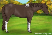 Horse Color:Liver Chestnut Tobiano 
