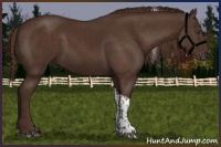 Horse Color:Liver Chestnut Tobiano 