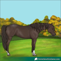 Horse Color:Liver Chestnut Tobiano 
