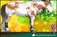 Horse Color:Bay Splash Tobiano