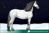 Horse Color:Liver Red Roan Appaloosa 
