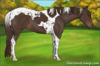 Horse Color:Liver Chestnut Tobiano 