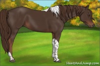 Horse Color:Liver Chestnut Tobiano
