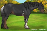 Horse Color:Liver Chestnut Tobiano 