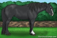 Horse Color:Black Sabino