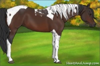 Horse Color:Brown Tobiano 