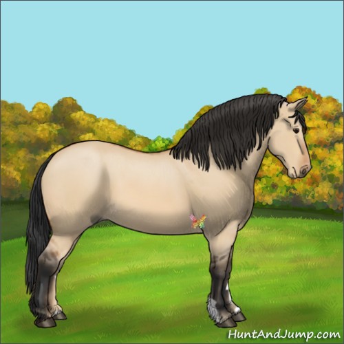 Horse Color:Bay Dun 