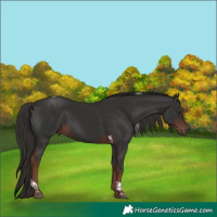 Horse Color:Liver Chestnut Tobiano 
