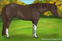 Horse Color:Liver Chestnut Tobiano 