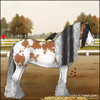 Horse Color:White Spotted Bay Splash
