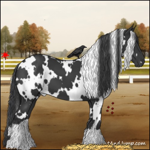 Horse Color:White Spotted Black 