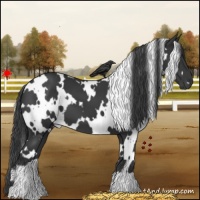Horse Color:White Spotted Black