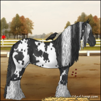 Horse Color:White Spotted Black