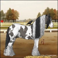 Horse Color:White Spotted Grullo Sabino