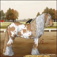 Horse Color:White Spotted Chestnut 