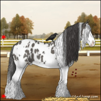 Horse Color:White Spotted Grullo Splash Near Leopard 