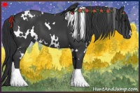 Horse Color:White Spotted Black
