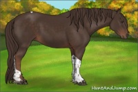 Horse Color:Liver Chestnut Tobiano 