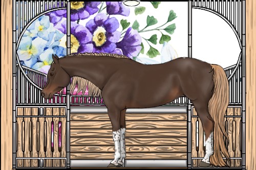 Horse Color:Liver Chestnut Tobiano 