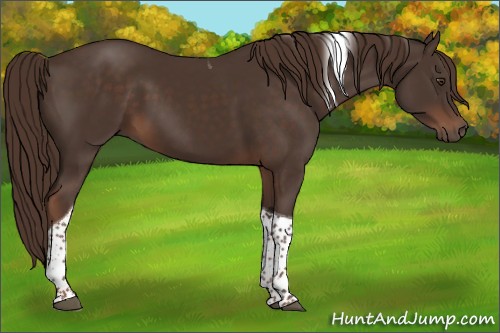 Horse Color:Liver Chestnut Tobiano 