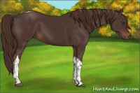 Horse Color:Liver Chestnut Tobiano 