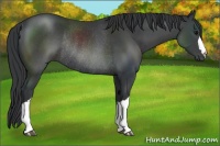 Horse Color:Black Rabicano 