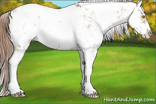 Horse Color:Bay Pearl Dun Sabino