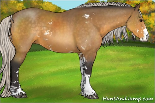 Horse Color:Silver Buckskin Sabino 