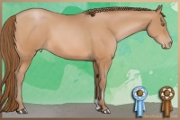 Horse Color:Bay Pearl Sabino 