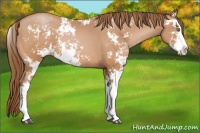 Horse Color:Brown Pearl Sabino 
