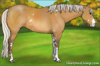 Horse Color:Silver Buckskin Sabino 