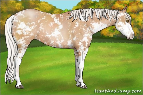 Horse Color:Silver Bay Pearl Sabino Rabicano
