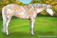 Horse Color:Silver Bay Pearl Sabino Rabicano