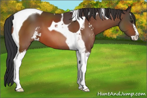 Horse Color:Brown Sabino Tobiano