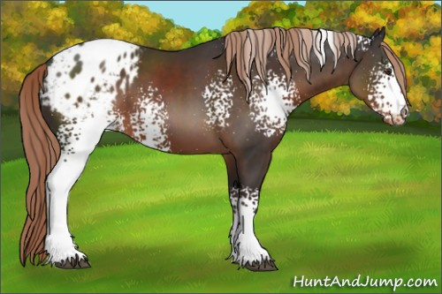 Horse Color:White Spotted Liver Chestnut Sabino Appaloosa 