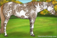 Horse Color:White Spotted Chestnut Ice