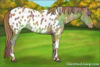 Horse Color:Nacre Chestnut Tobiano Appaloosa Rabicano