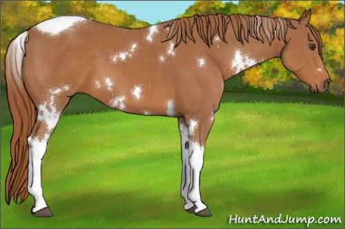 Horse Color:White Spotted Chestnut Tobiano