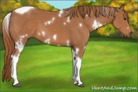 Horse Color:White Spotted Chestnut Tobiano